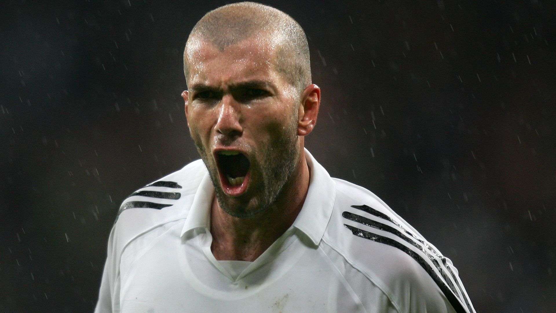 毒蜂的分布 毒蜂的分布